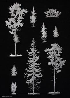 Conifers 