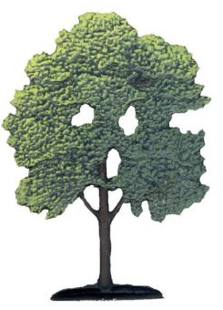 Tilia, lime tree 