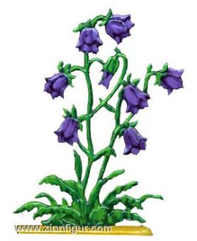 Wiesen-Glockenblume 
