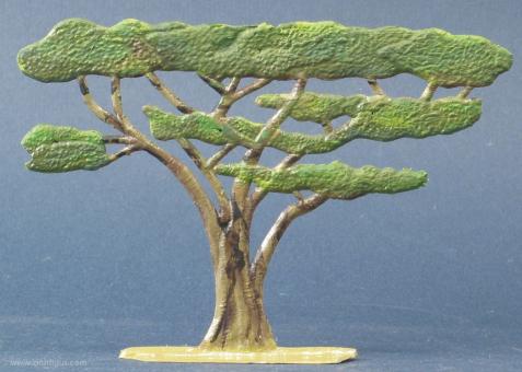Acacia parapluie 