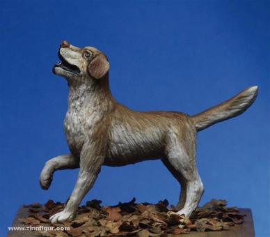 Labrador Dog 